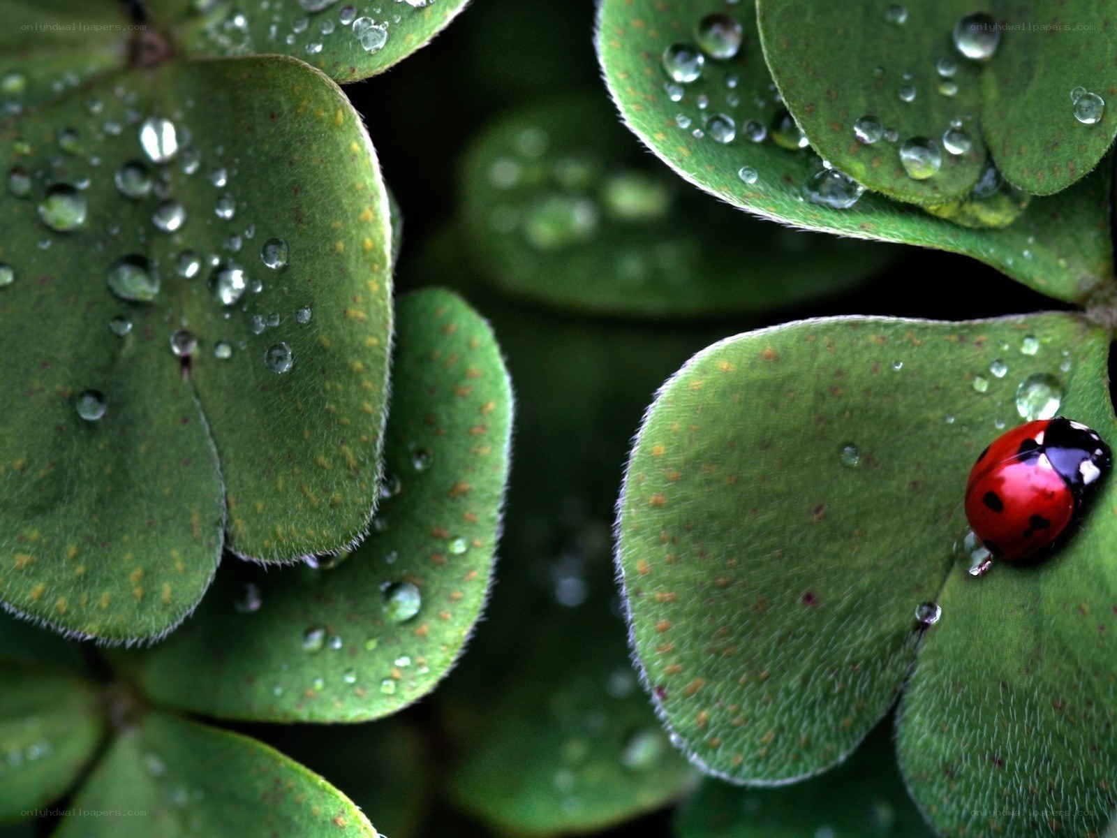 ladybug on a clover leaf