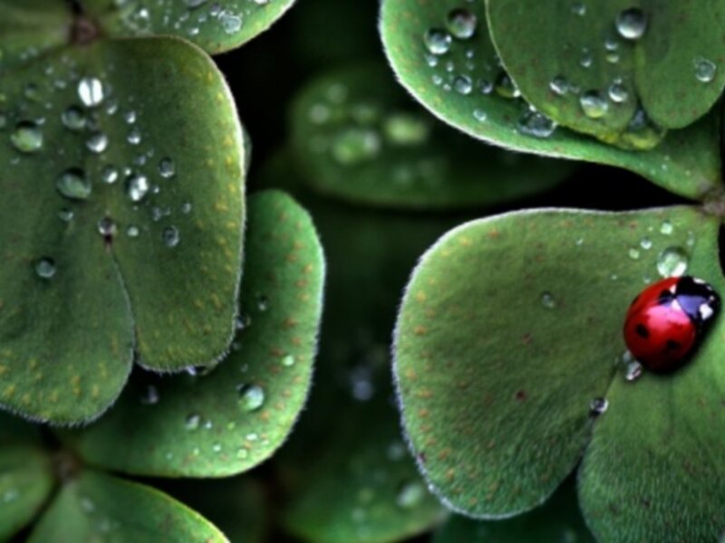 Ladybug on a clover leaf