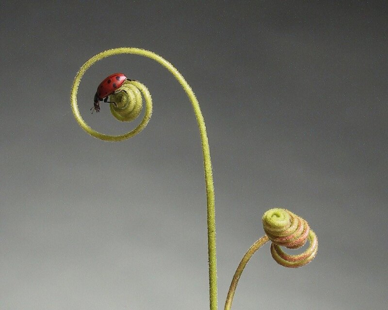 Ladybug on a coiled vine