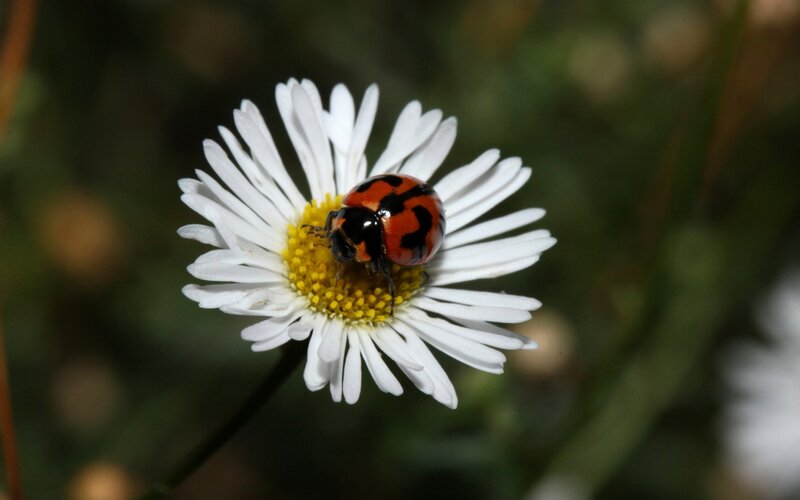 ladybug on a daisy