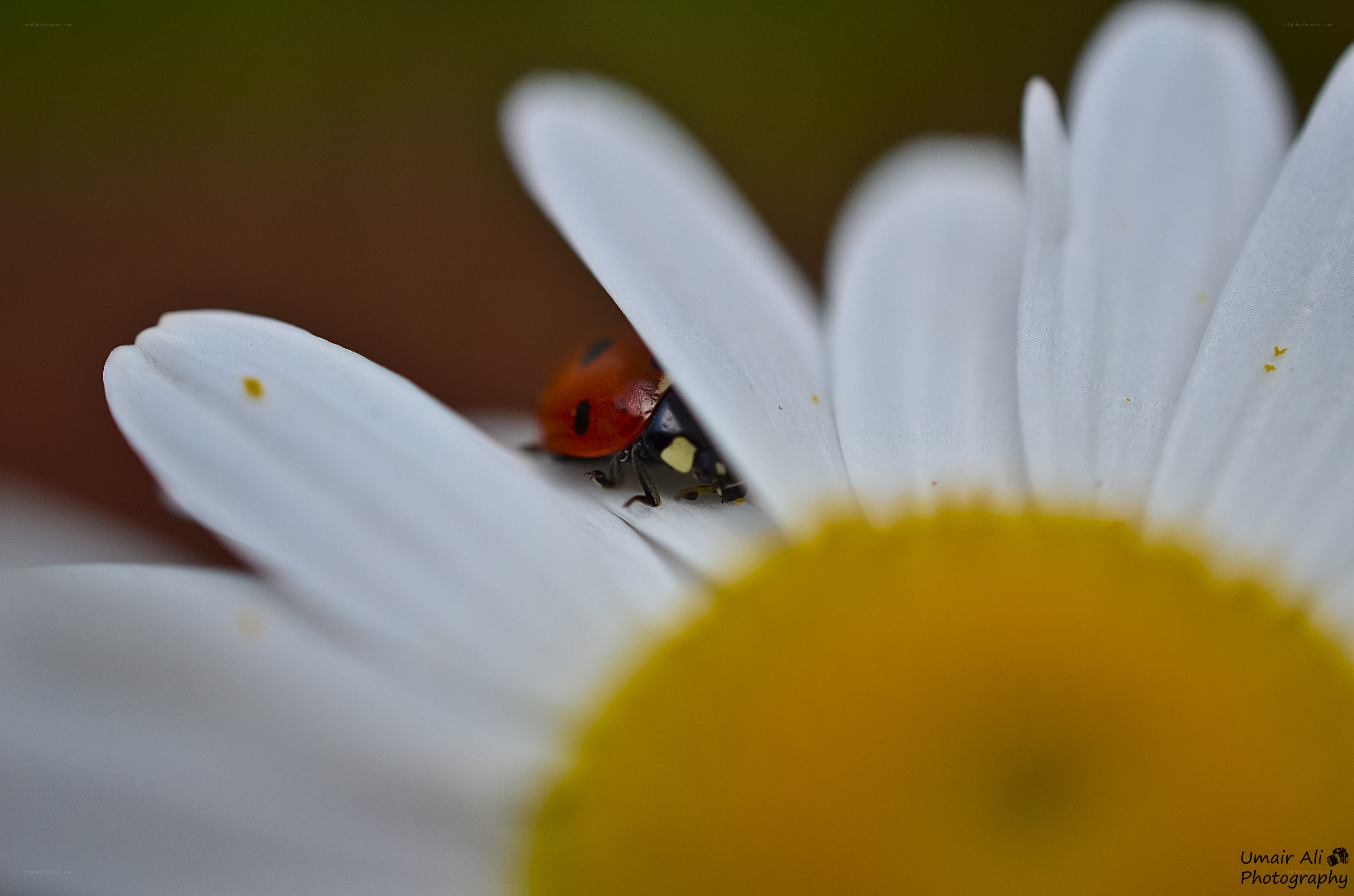 ladybug on a daisy