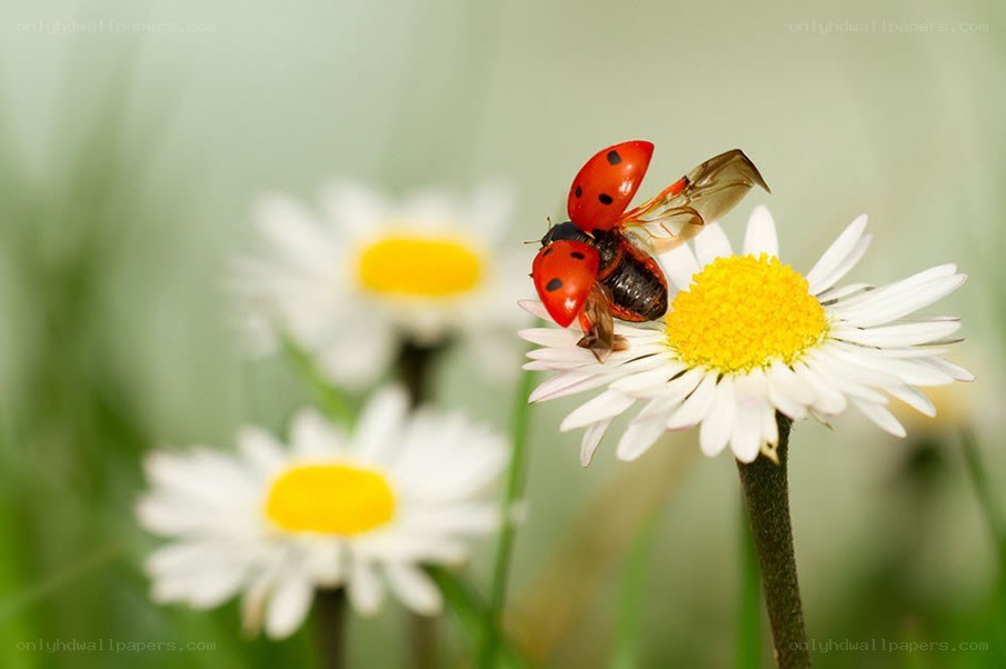 ladybug on a daisy flower