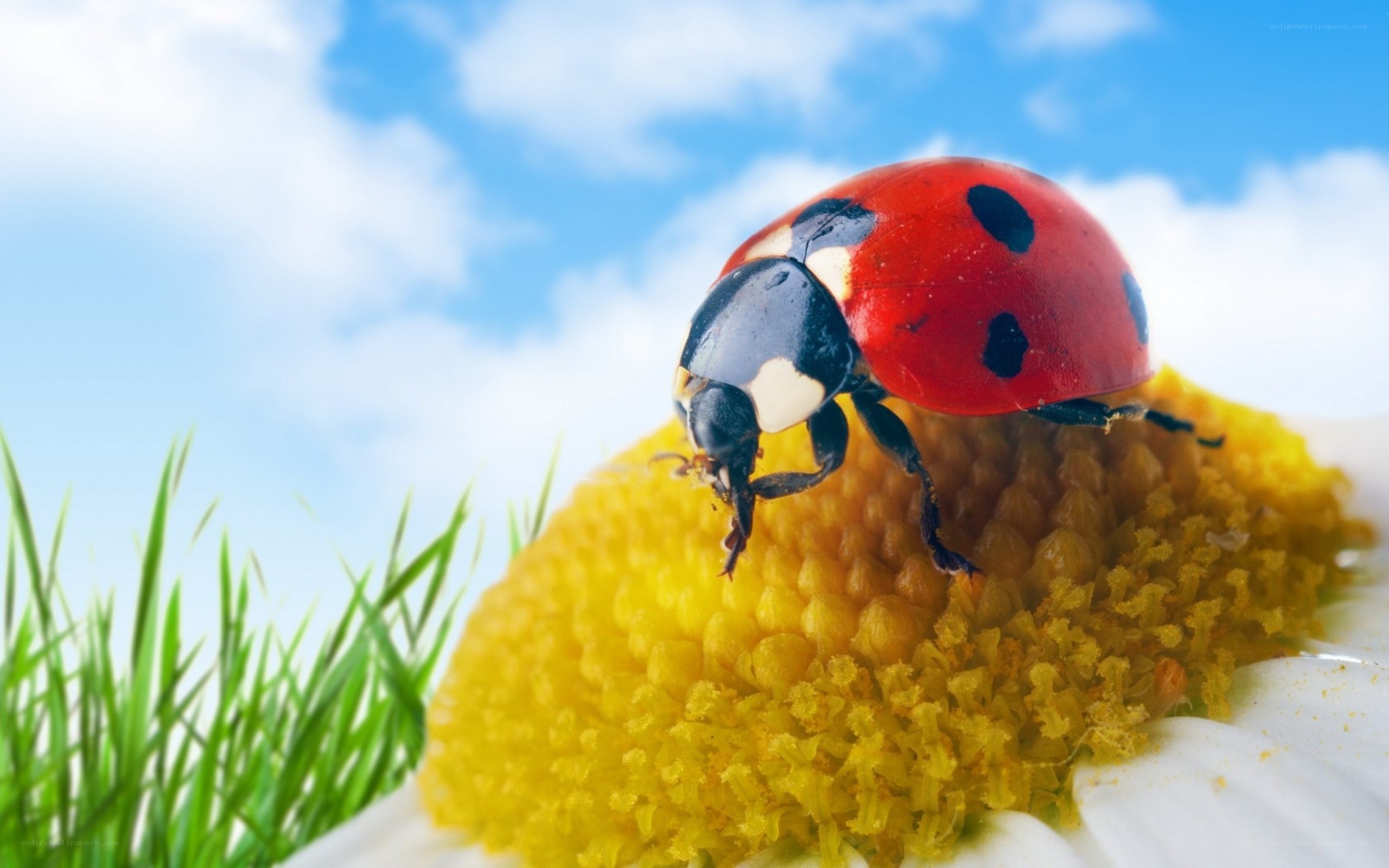 ladybug on a daisy flower