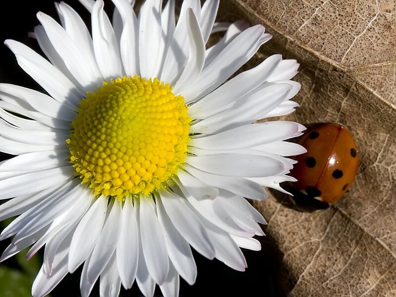 Ladybug on a daisy flower