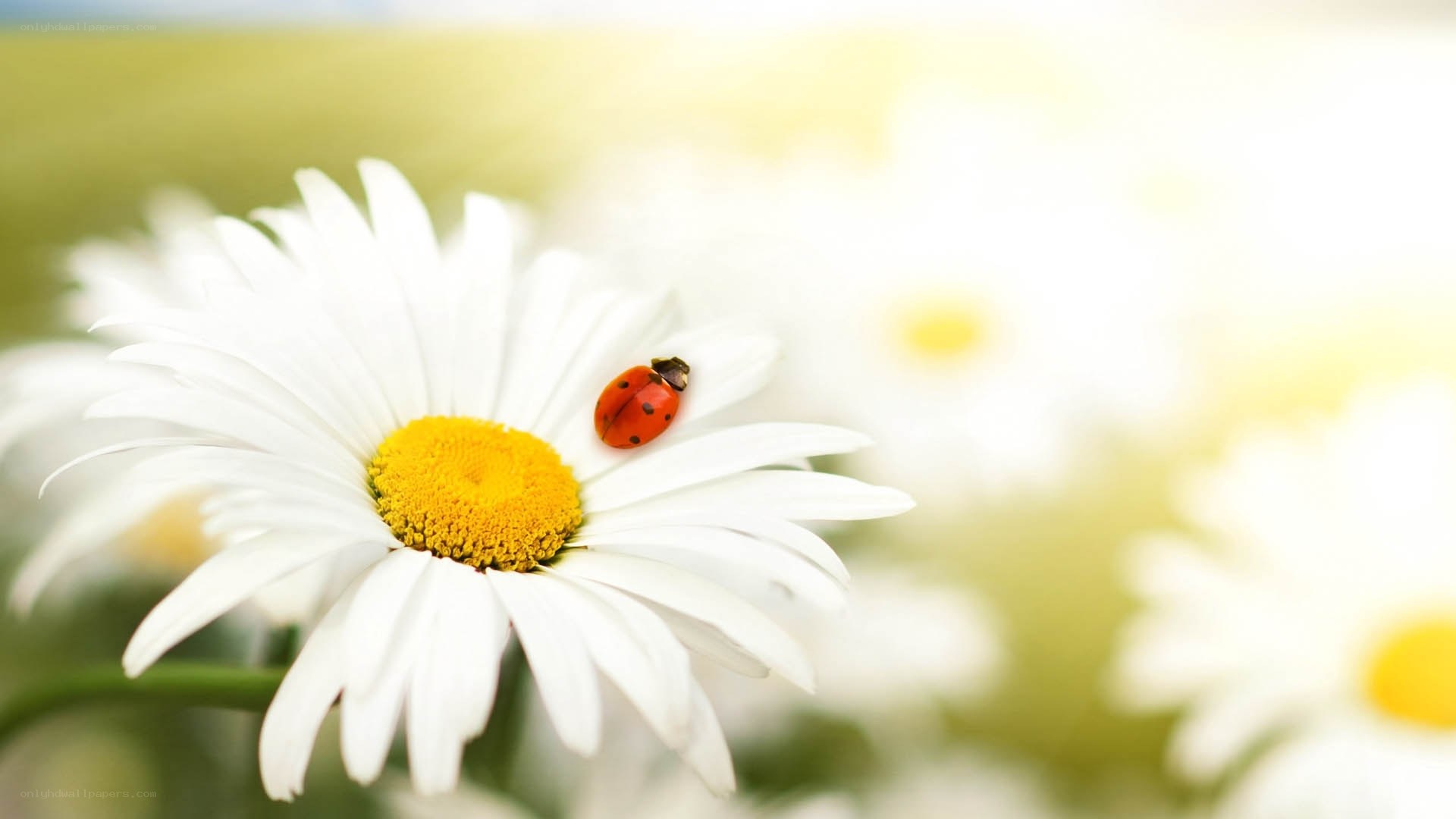 Ladybug on a daisy flower
