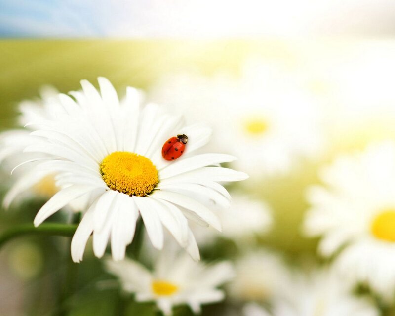 Ladybug on a daisy flower