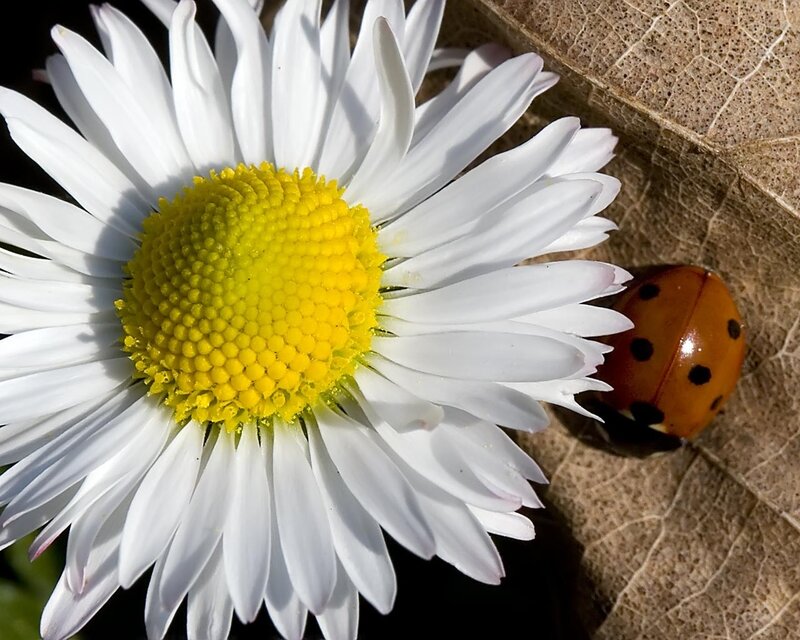 Ladybug on a daisy flower