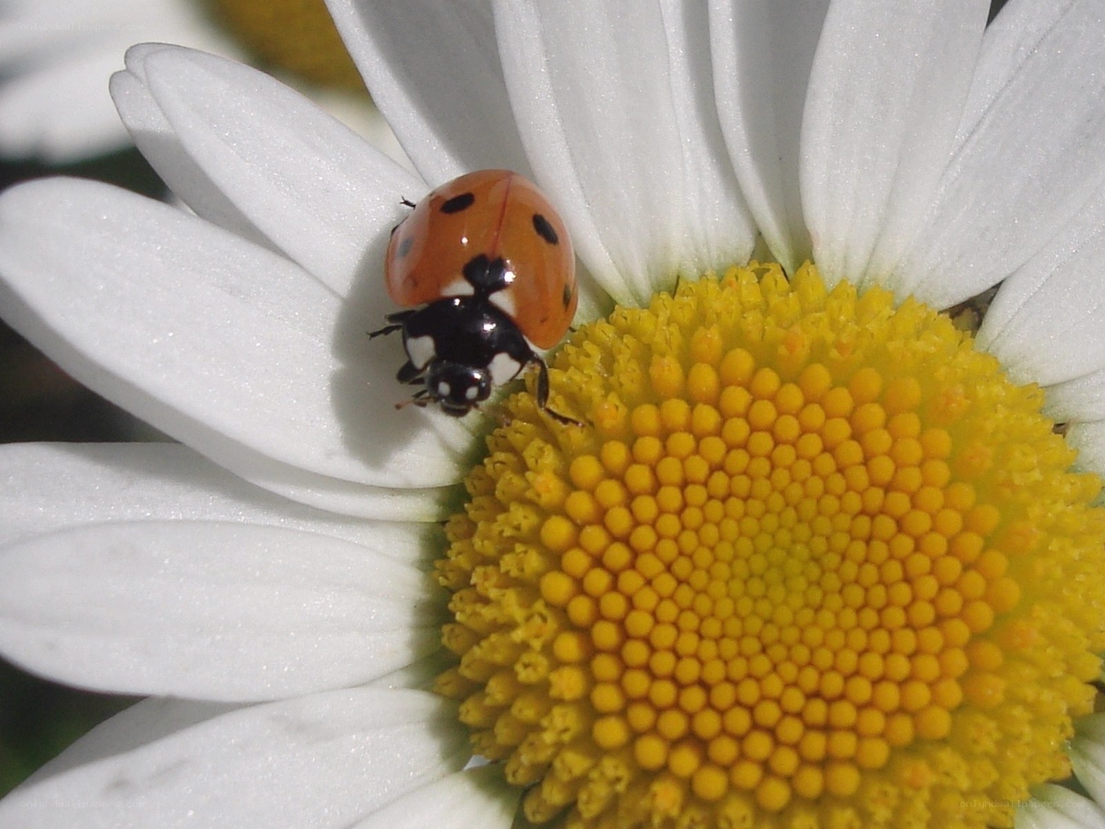 Ladybug on a daisy flower