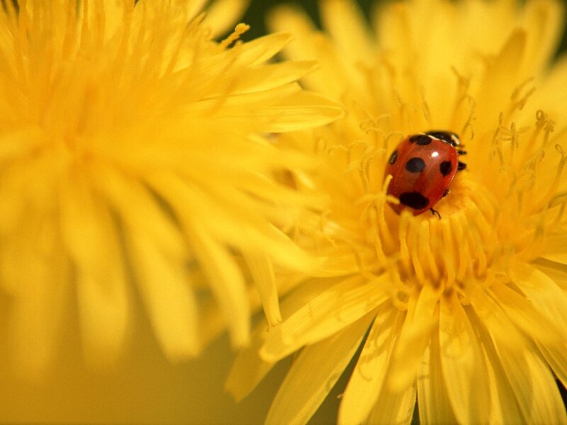 ladybug on a dandelion