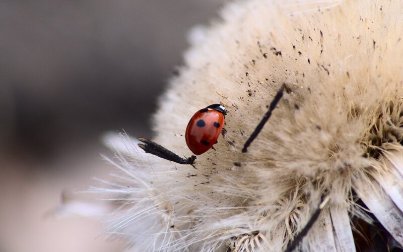 ladybug on a dandelion