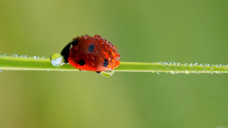 Ladybug on a dew-covered blade of grass