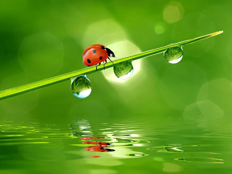 Ladybug on a dew-covered blade of grass
