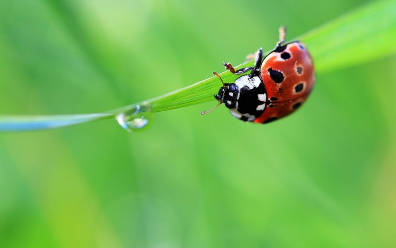 Ladybug on a dew-covered blade of grass