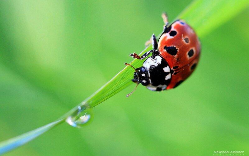 ladybug on a dew-covered leaf