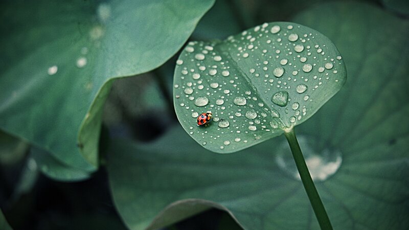 Ladybug on a dew-covered leaf