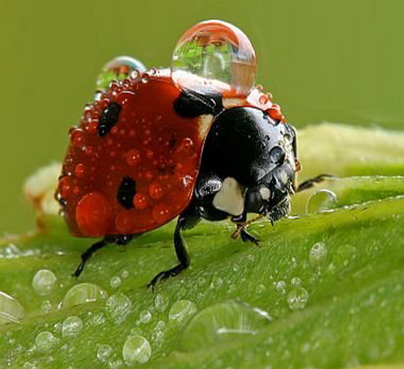 Ladybug on a dew-covered leaf