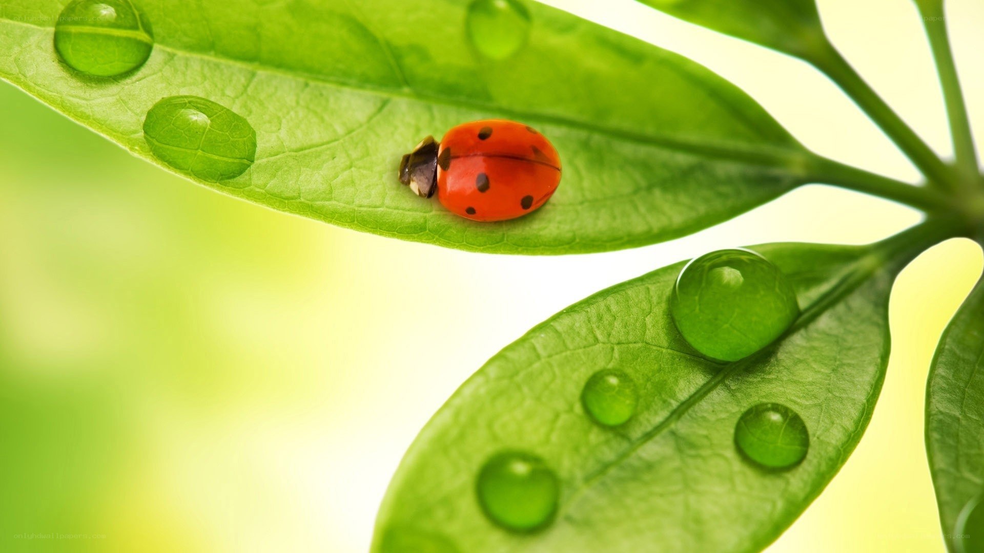 Ladybug on a dew-covered leaf
