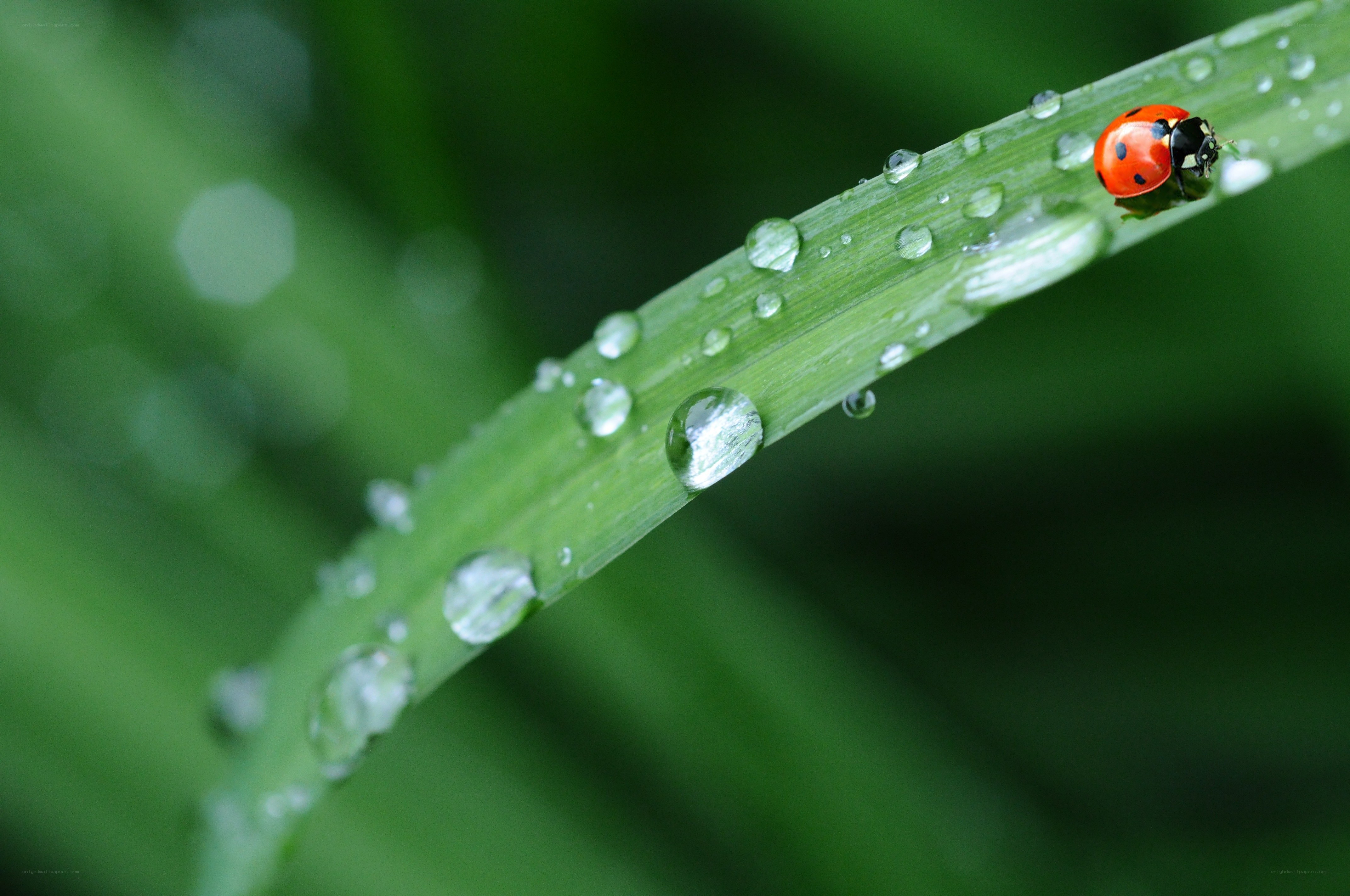 Ladybug on a dew-covered leaf