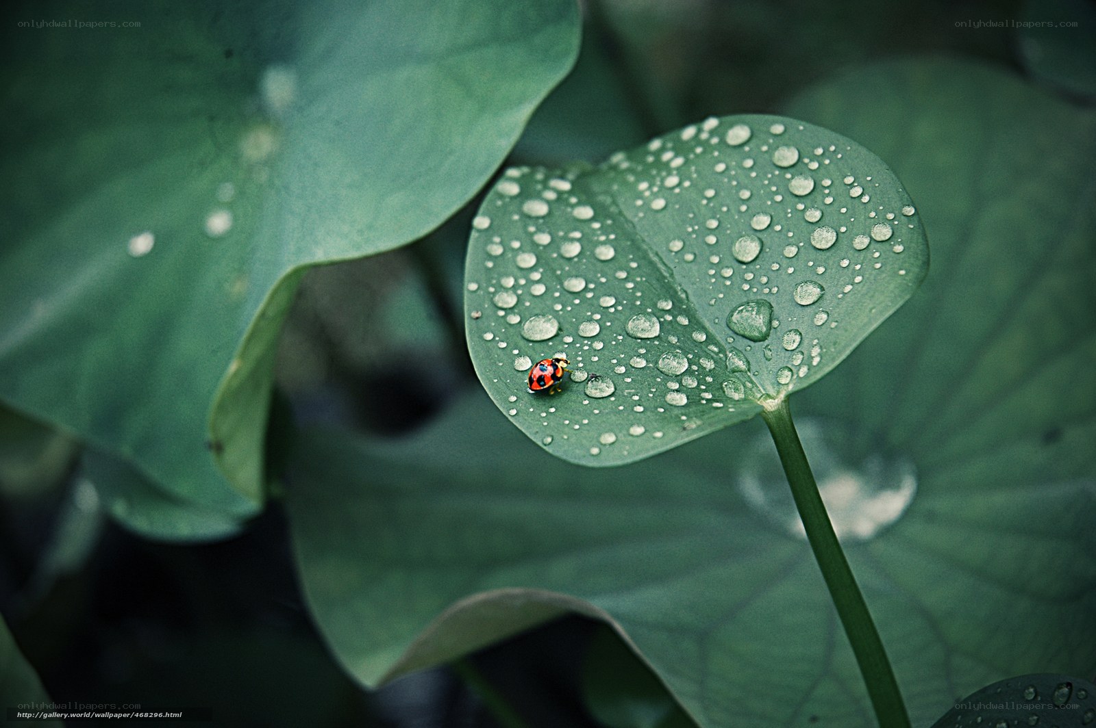 Ladybug on a dew-covered leaf