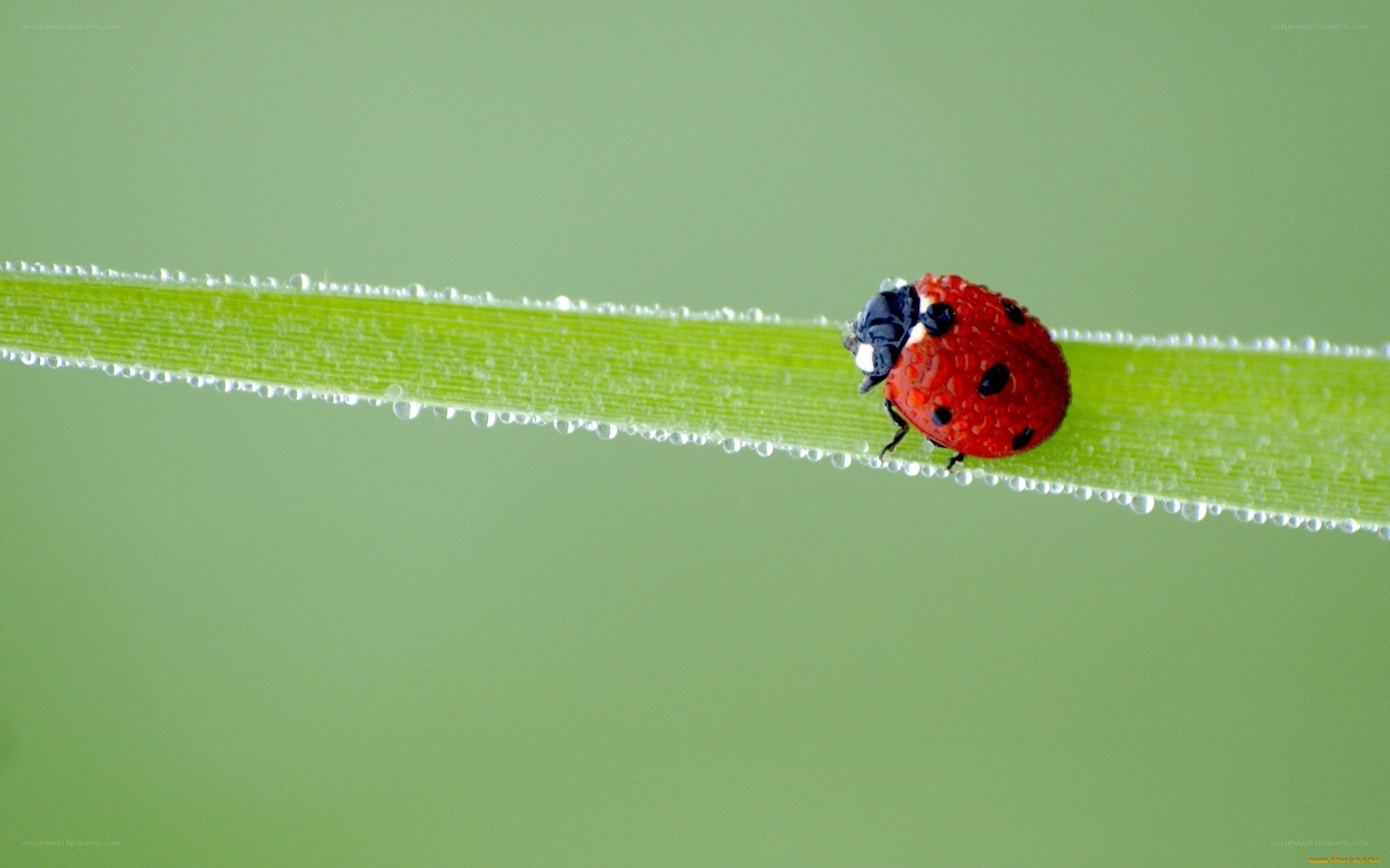 ladybug on a dew-covered leaf
