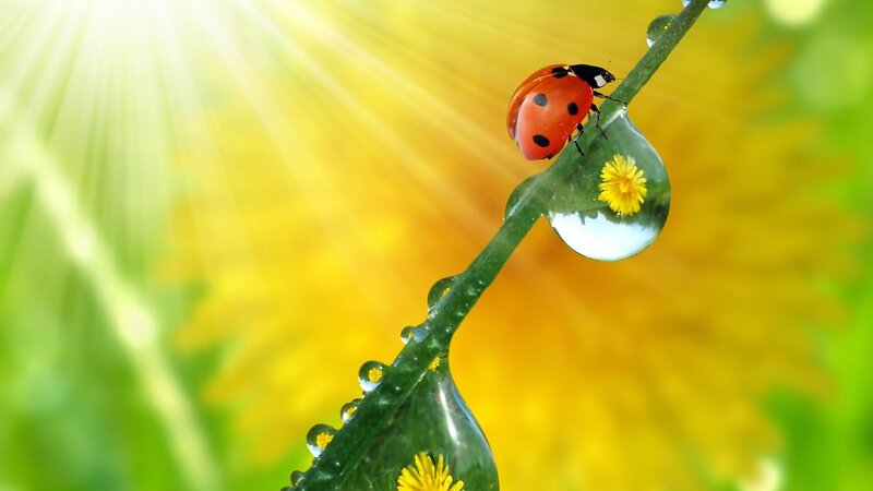 Ladybug on a dew-covered stem