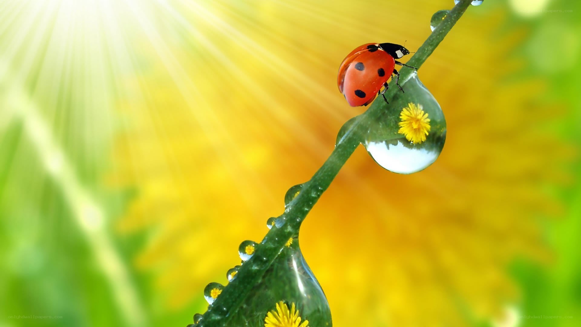 Ladybug on a dew-covered stem