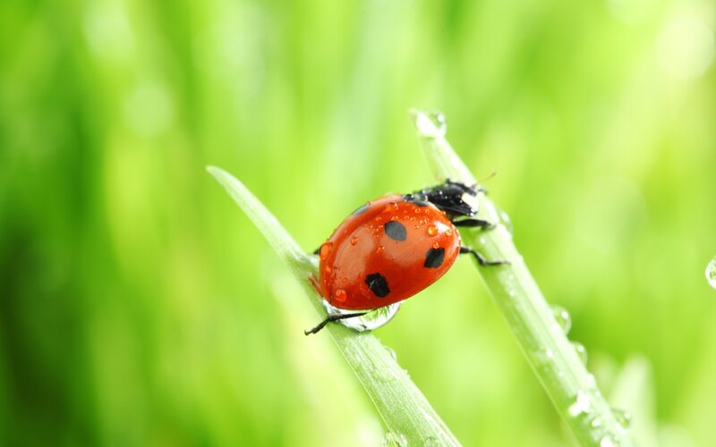 ladybug on a dewy blade of grass