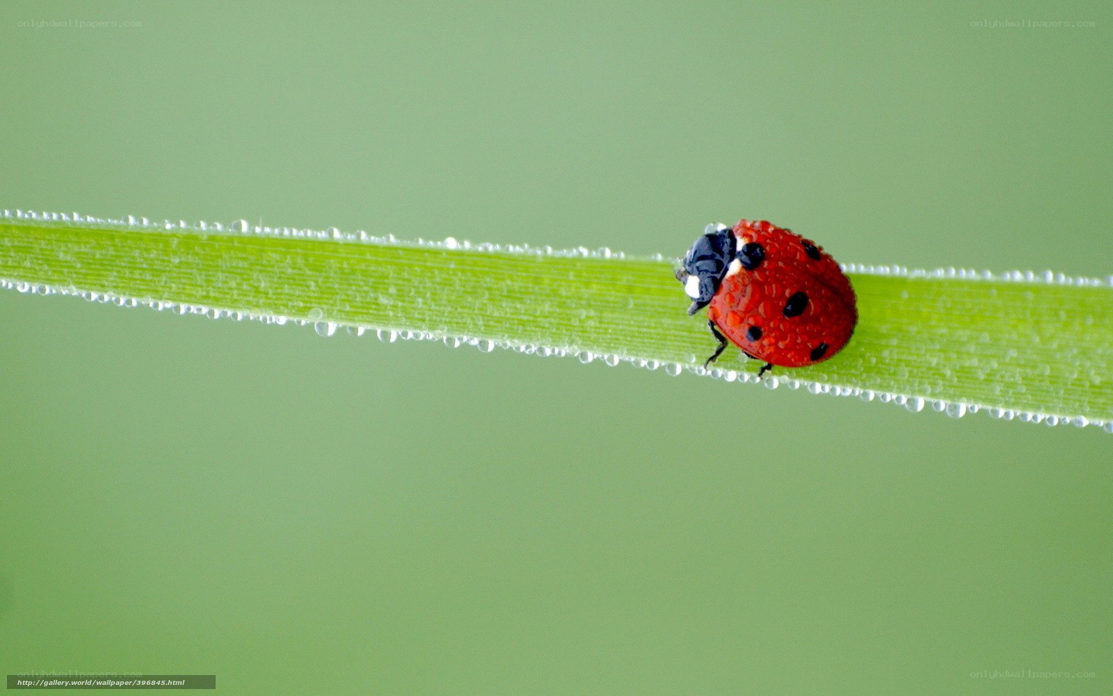 Ladybug on a dewy leaf