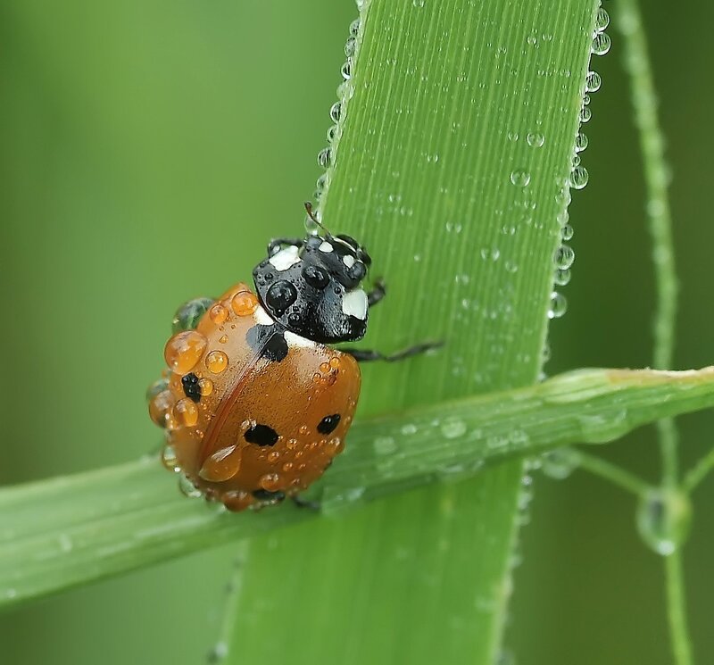 Ladybug on a dewy leaf
