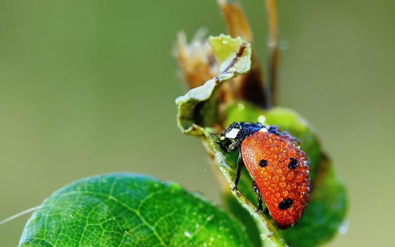 Ladybug on a dewy leaf