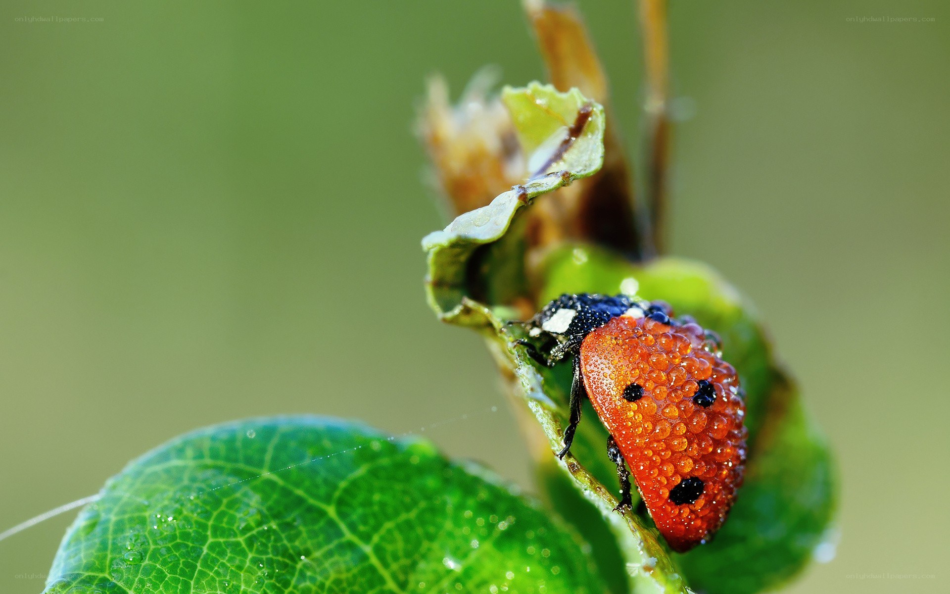 Ladybug on a dewy leaf