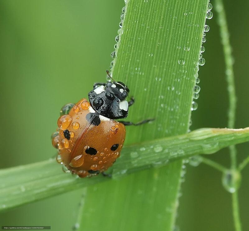 Ladybug on a dewy leaf