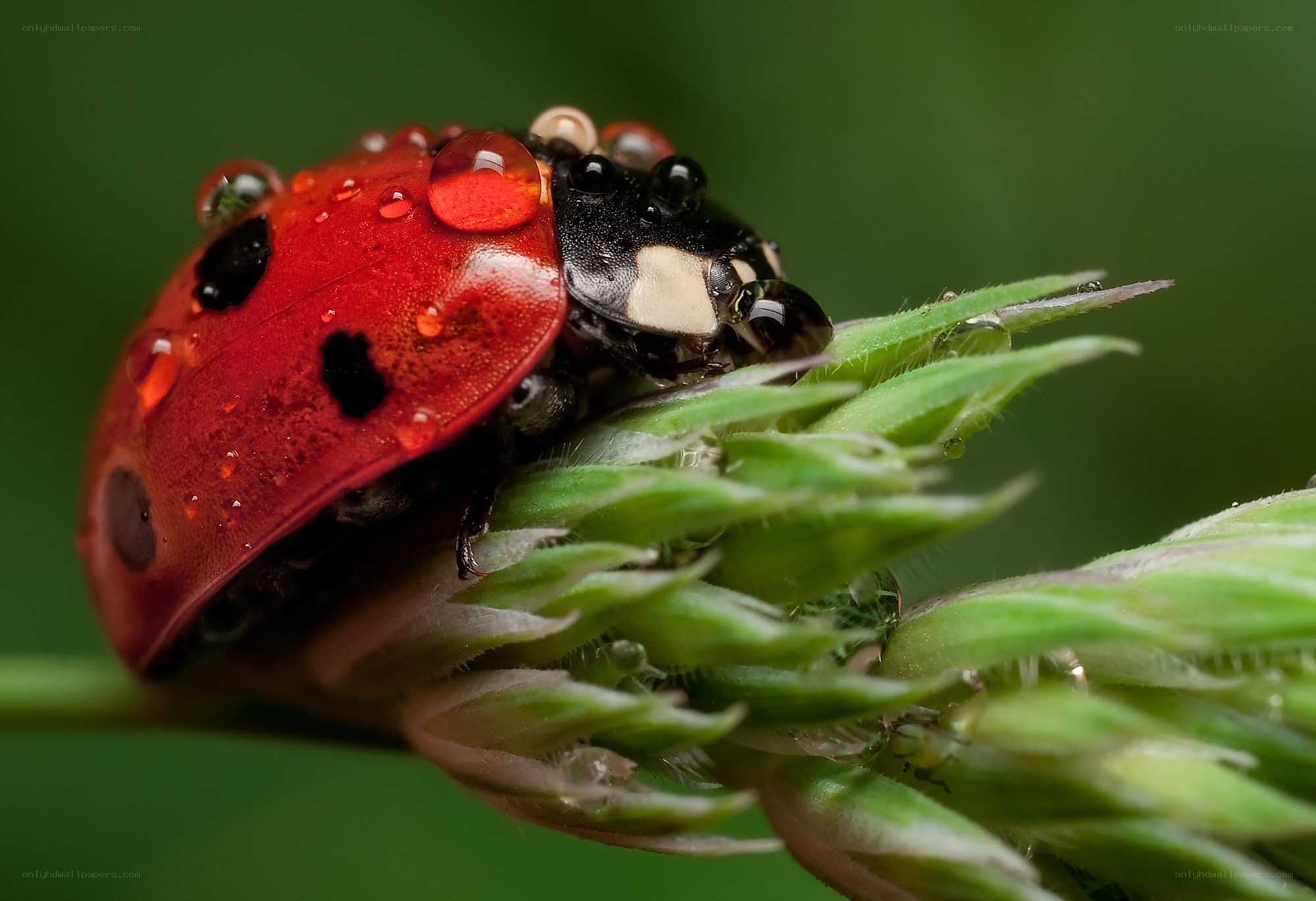 Ladybug on a dewy plant