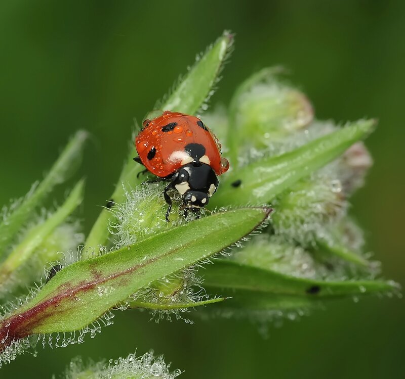 Ladybug on a dewy plant