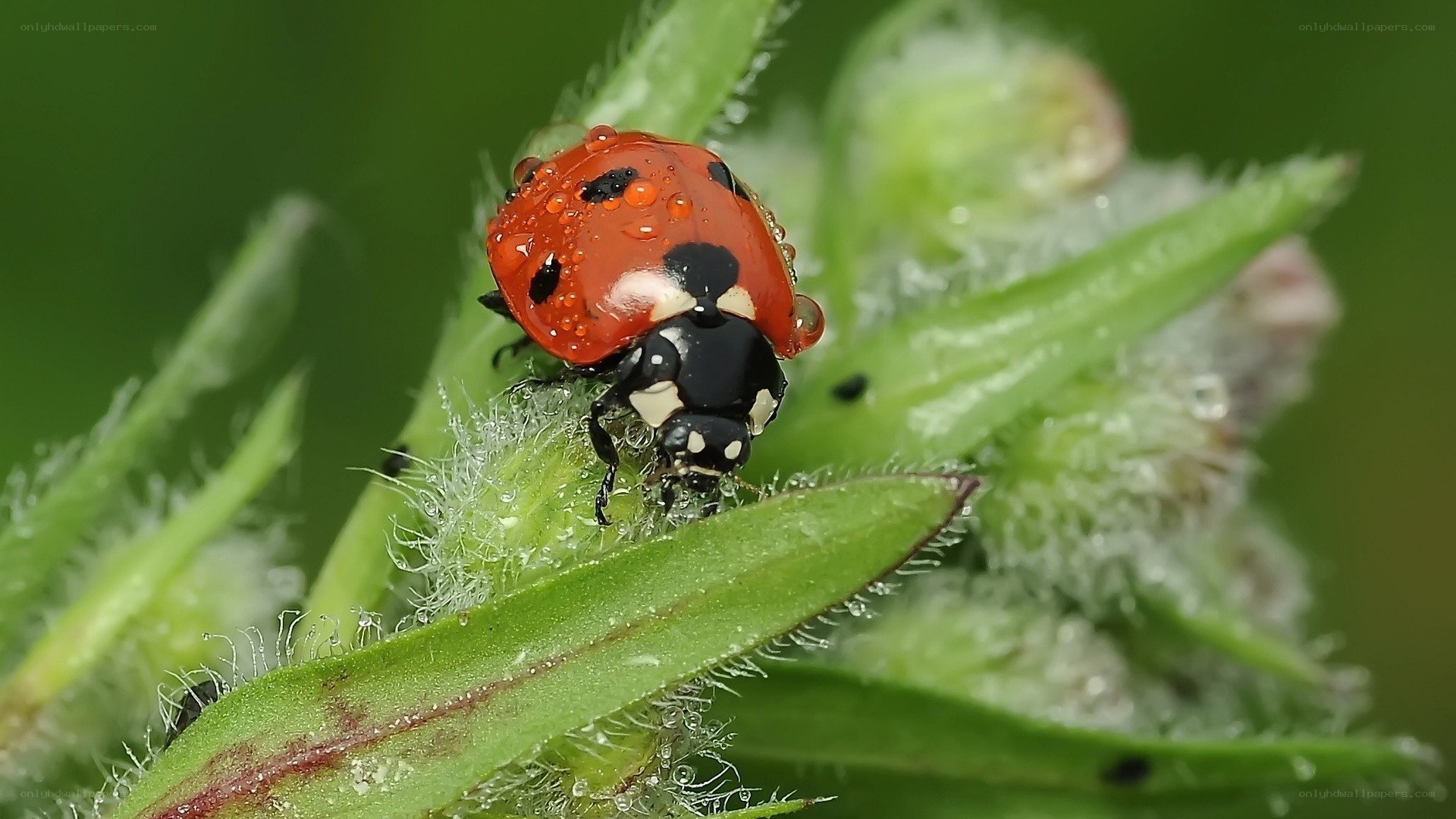 Ladybug on a dewy plant