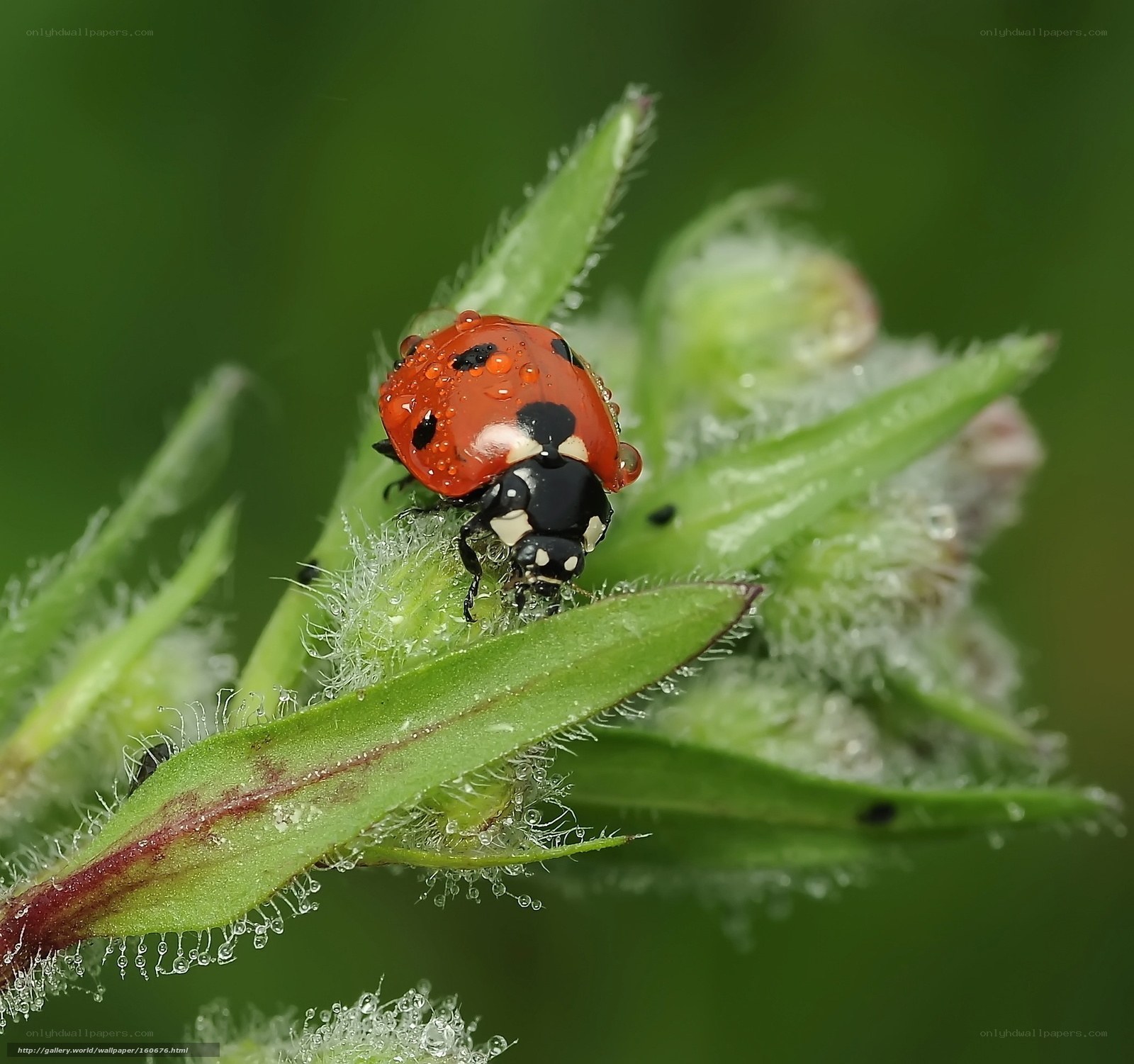 Ladybug on a dewy plant