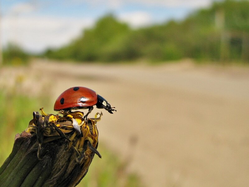 ladybug on a dried flower