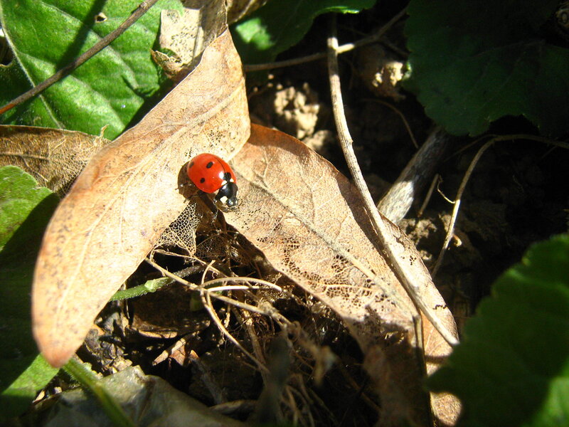 Ladybug on a dry leaf