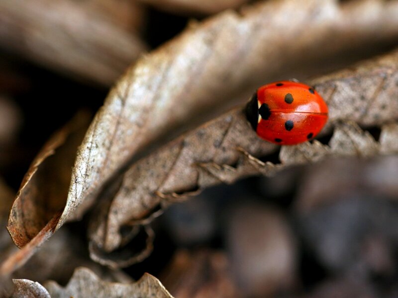 Ladybug on a dry leaf