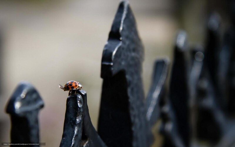 ladybug on a fence