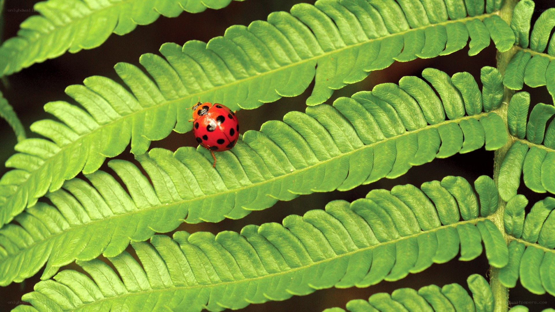 ladybug on a fern leaf