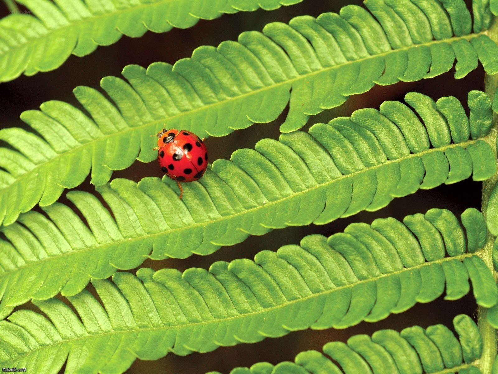 Ladybug on a fern leaf
