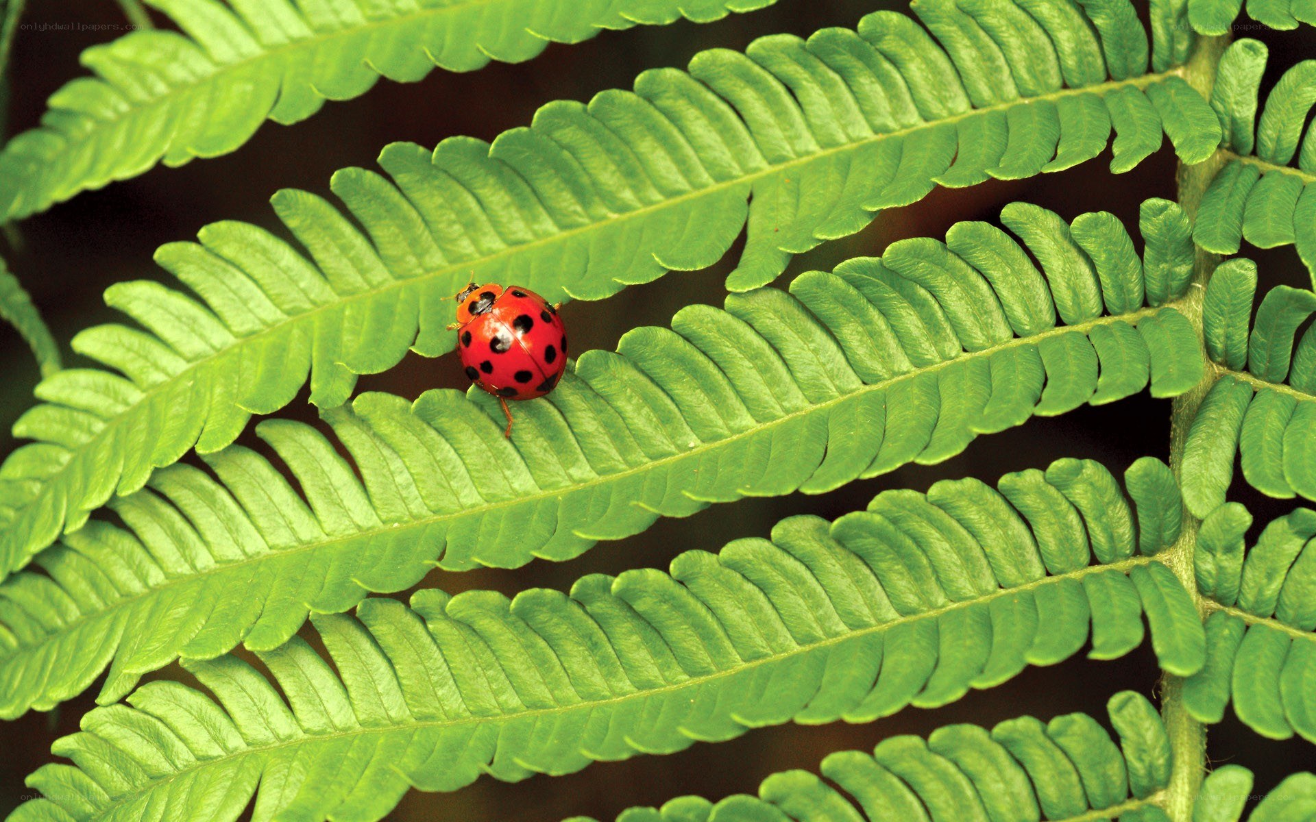 ladybug on a fern leaf