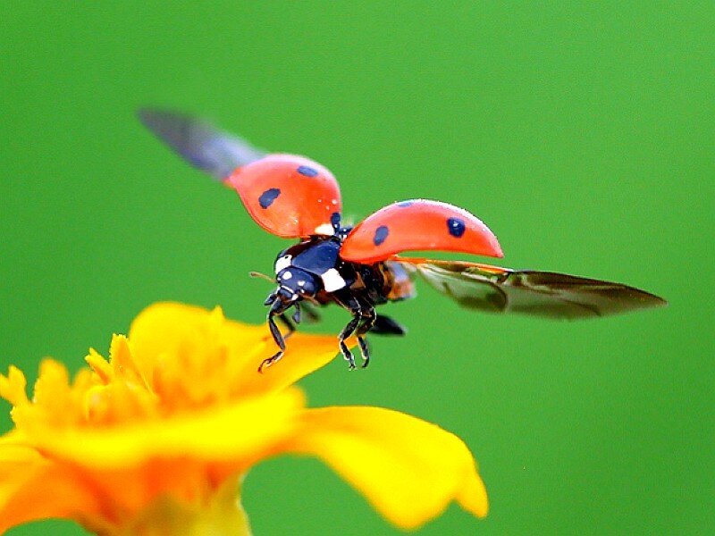ladybug on a flower
