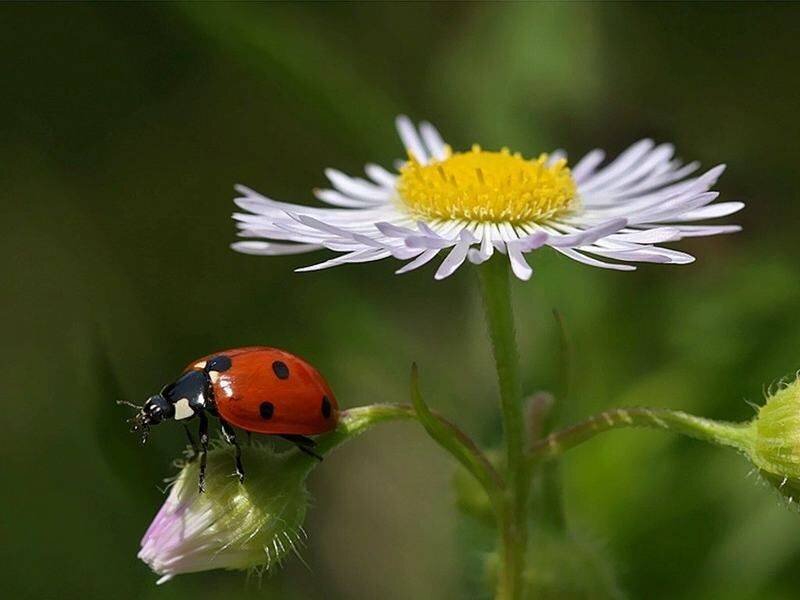 ladybug on a flower