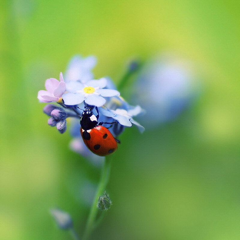Ladybug on a flower