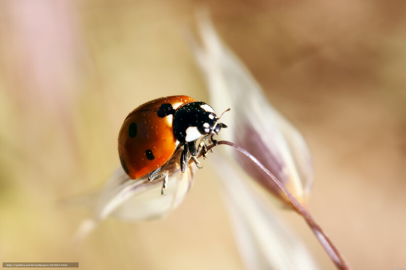 ladybug on a flower