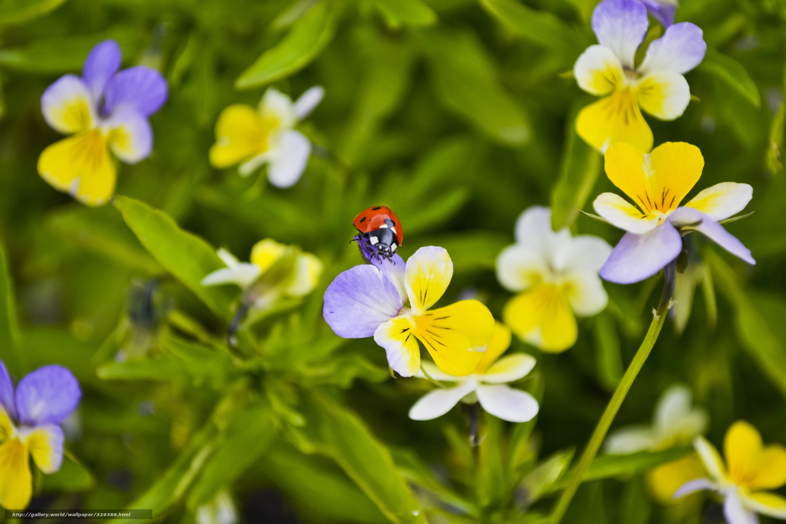 ladybug on a flower