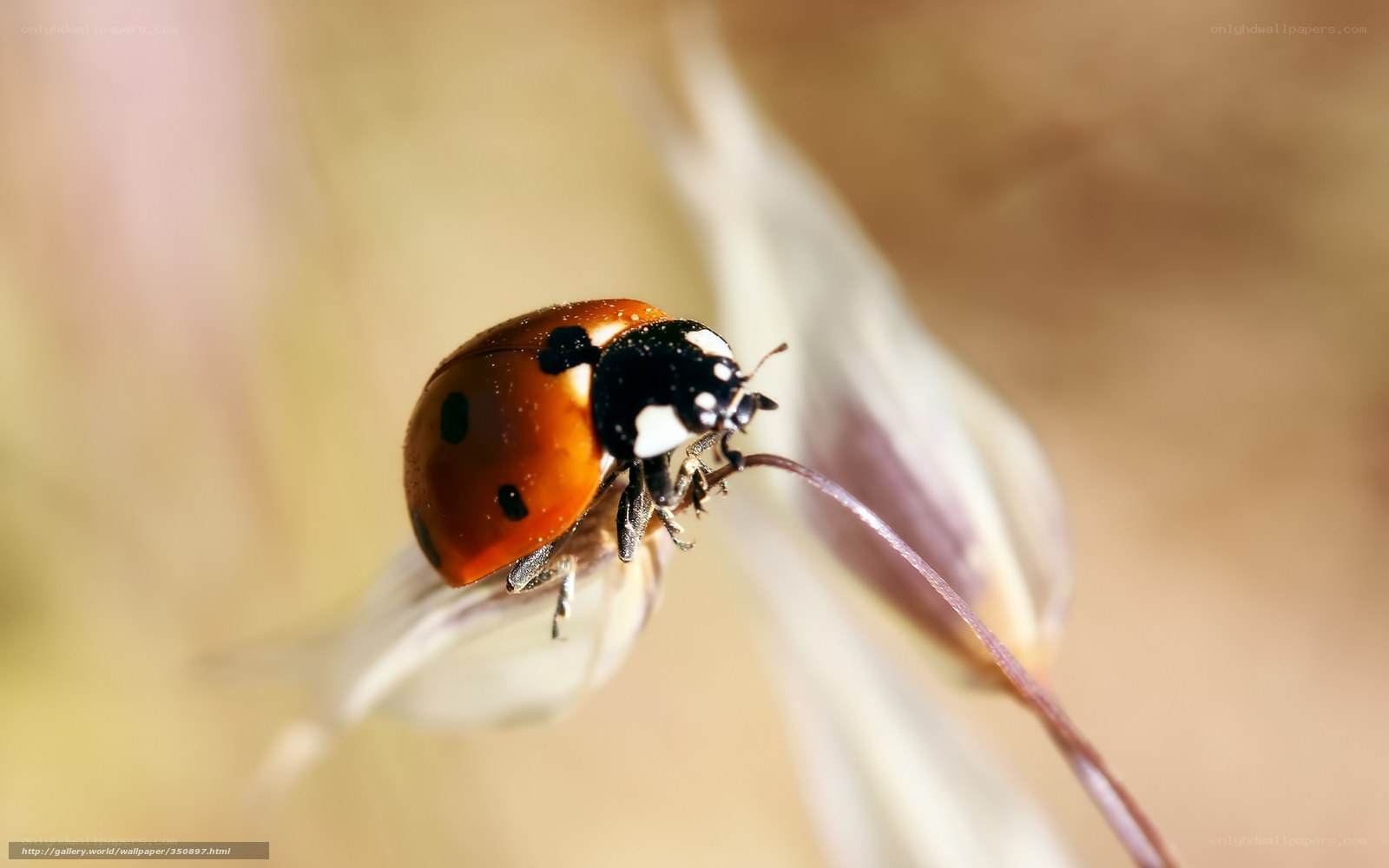ladybug on a flower