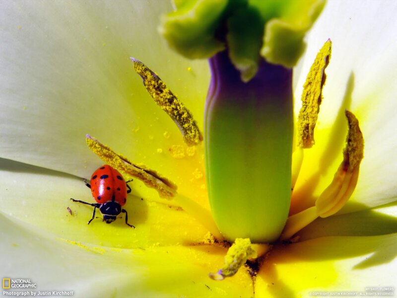 Ladybug on a flower